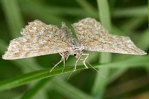 Réf. 13 183 : Scopula immorata