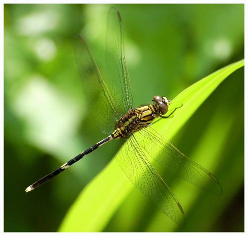Orthetrum sabina