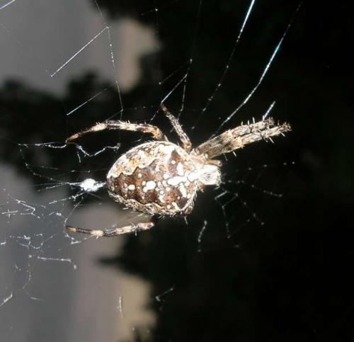 Araneus diadematus