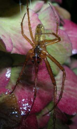 Metellina sp.
