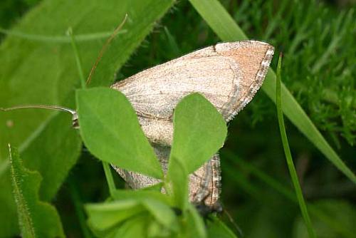 Réf. 13 329 : Aplocera plagiata