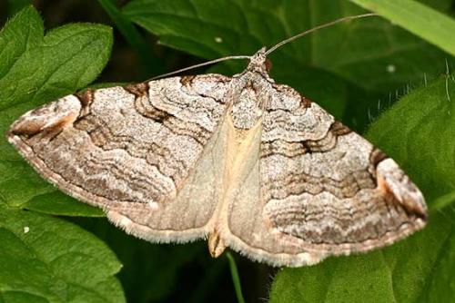 Réf. 13 330 : Aplocera plagiata