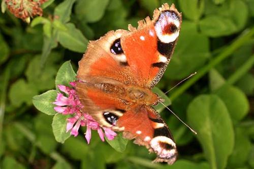 Réf. 13 574 : Aglais io