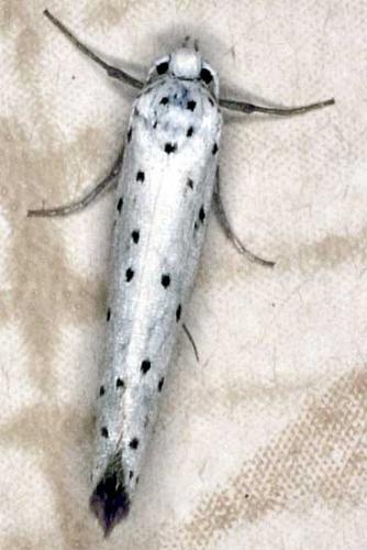 Yponomeuta sp.