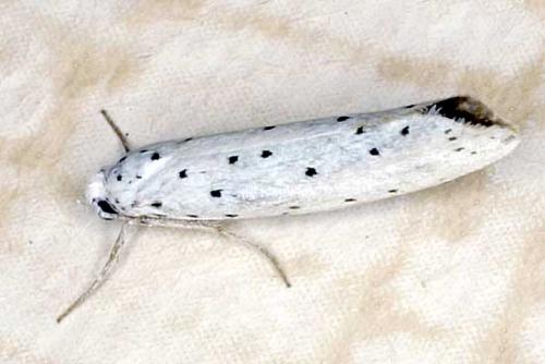 Yponomeuta sp.