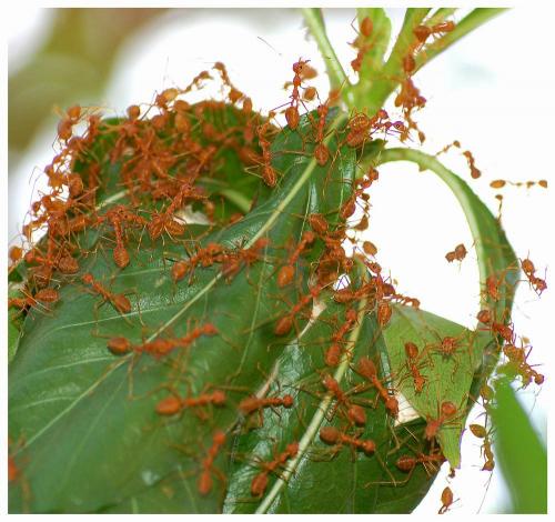 Oecophylla smaragdina
