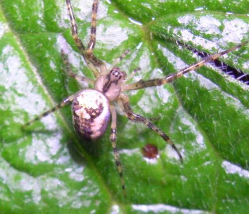 Metellina sp.