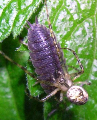 Metellina sp.