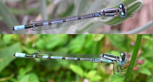 Enallagma cyathigerum