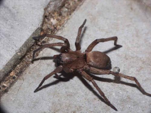 Réf. 13 379 : Drassodes sp.
