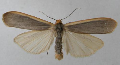 Eilema sp.