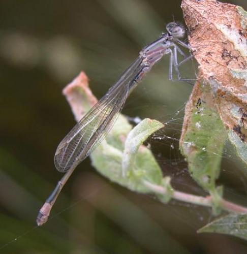 Ischnura elegans