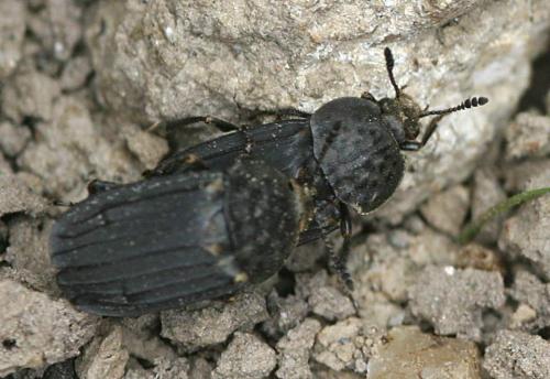 Thanatophilus sinuatus