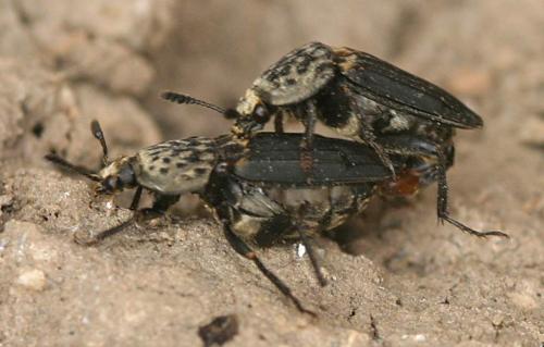 Thanatophilus sinuatus