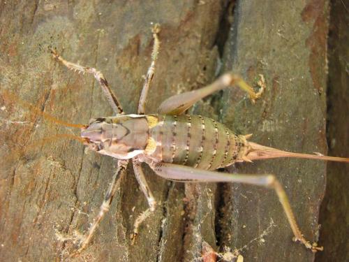 Réf. 13 144 : Antaxius chopardi
