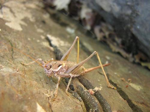 Réf. 13 143 : Antaxius chopardi