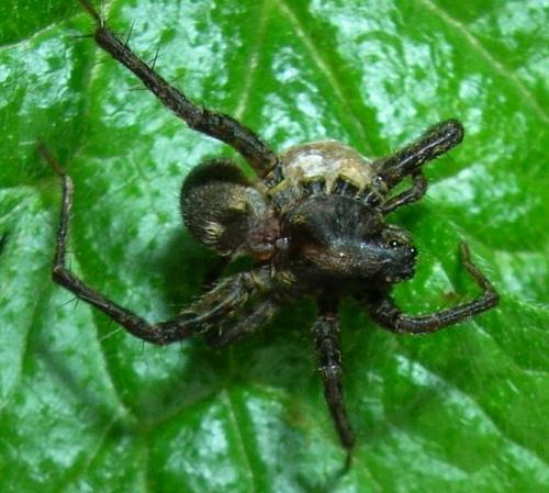 Pardosa sp.