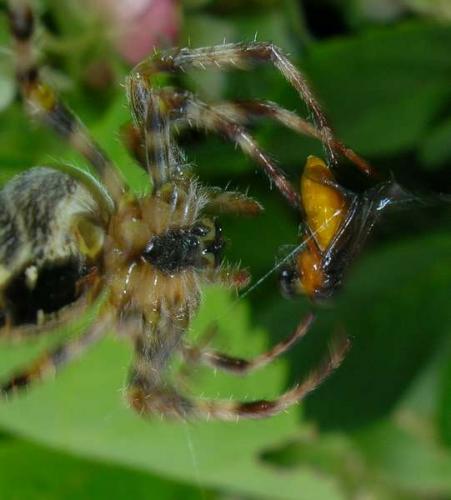 Araneus diadematus