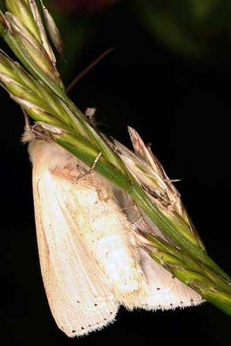 Réf. 13 218 : Mythimna pallens