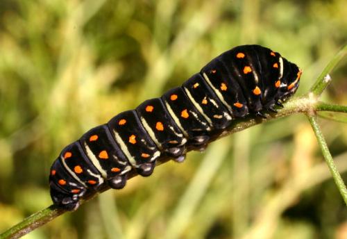 Réf. 13 678 : Papilio machaon