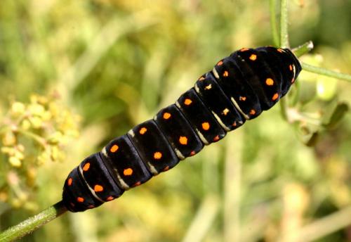Papilio machaon