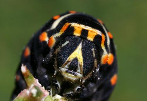 Papilio machaon
