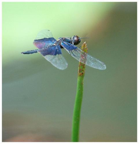Rhyothemis triangularis