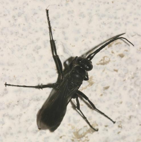 Réf. 13 226 : Agenioideus apicalis