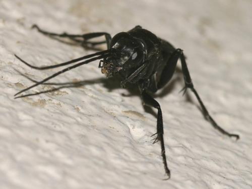 Réf. 13 227 : Agenioideus apicalis