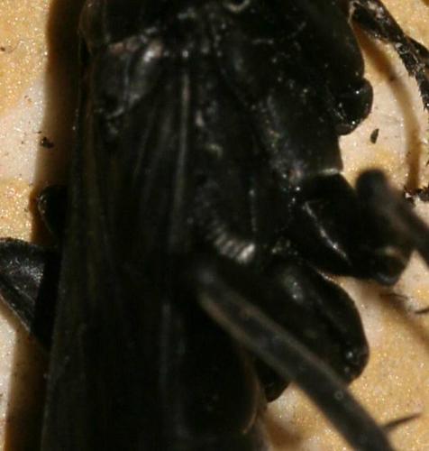 Réf. 13 229 : Agenioideus apicalis