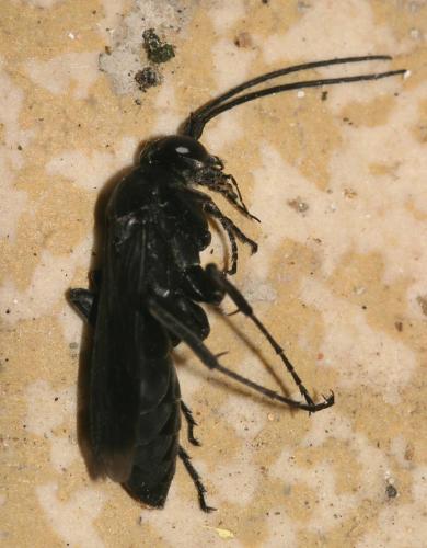 Réf. 13 228 : Agenioideus apicalis