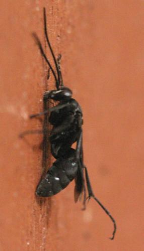 Réf. 13 230 : Agenioideus apicalis