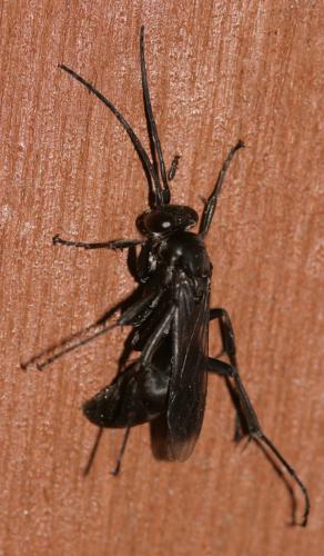 Réf. 13 231 : Agenioideus apicalis