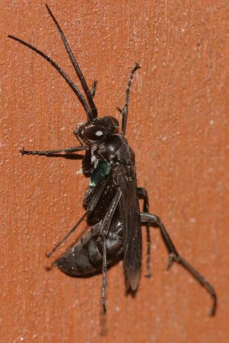 Réf. 13 232 : Agenioideus apicalis
