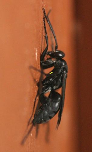 Réf. 13 233 : Agenioideus apicalis