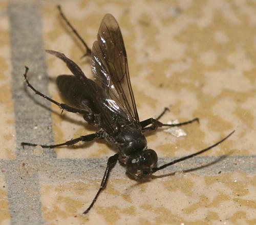 Réf. 13 234 : Agenioideus apicalis