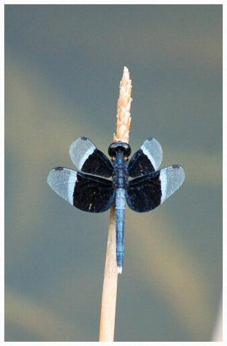 Neurothemis tullia