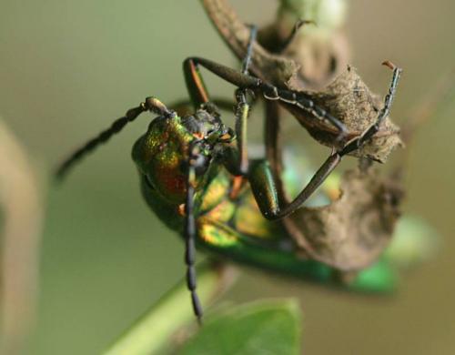 Lytta vesicatoria
