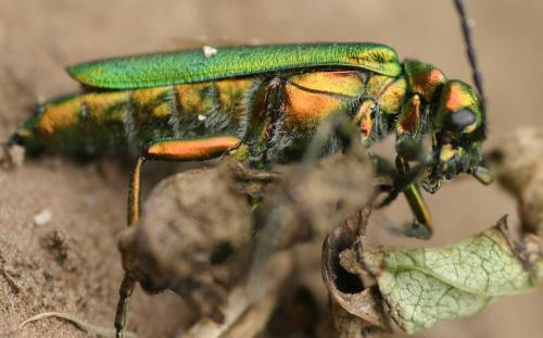 Lytta vesicatoria