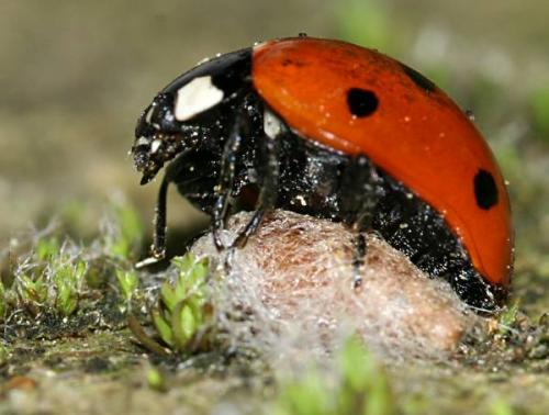 Dinocampus coccinellae