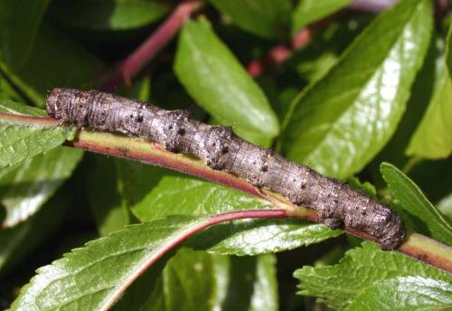 Phigalia pilosaria