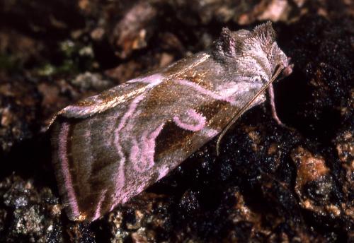 Eucarta virgo