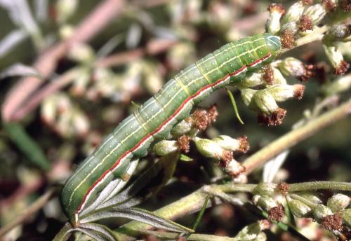 Eucarta virgo