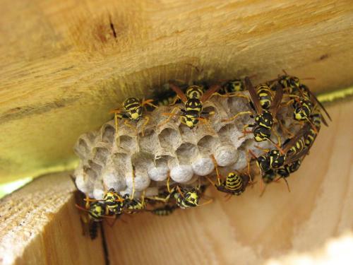 Polistes sp.