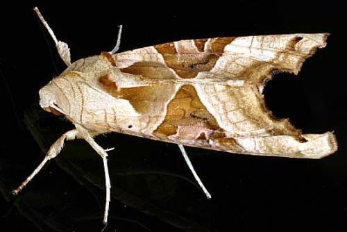 Réf. 13 575 : Phlogophora meticulosa