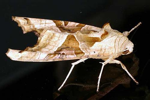 Phlogophora meticulosa