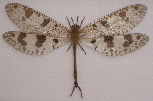 Réf. 13 941 : Palpares libelluloides