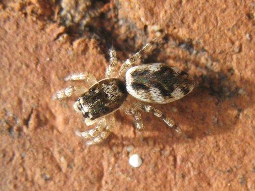 Salticus zebraneus