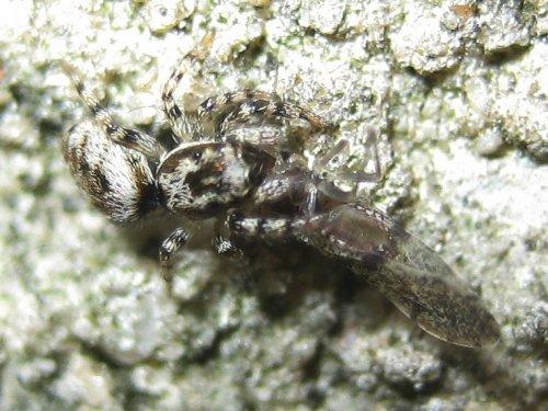 Salticus zebraneus