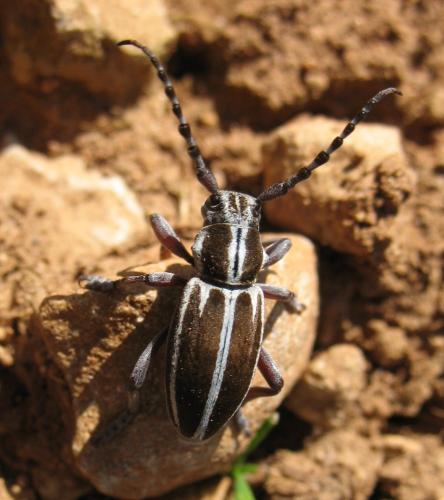 Réf. 13 451 : Iberodorcadion molitor